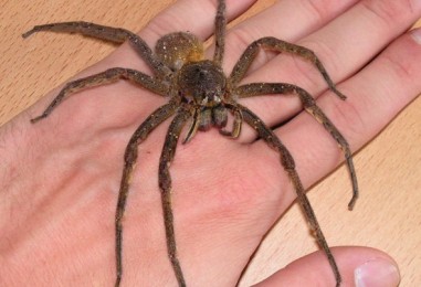 5 najopasnijih pauka
