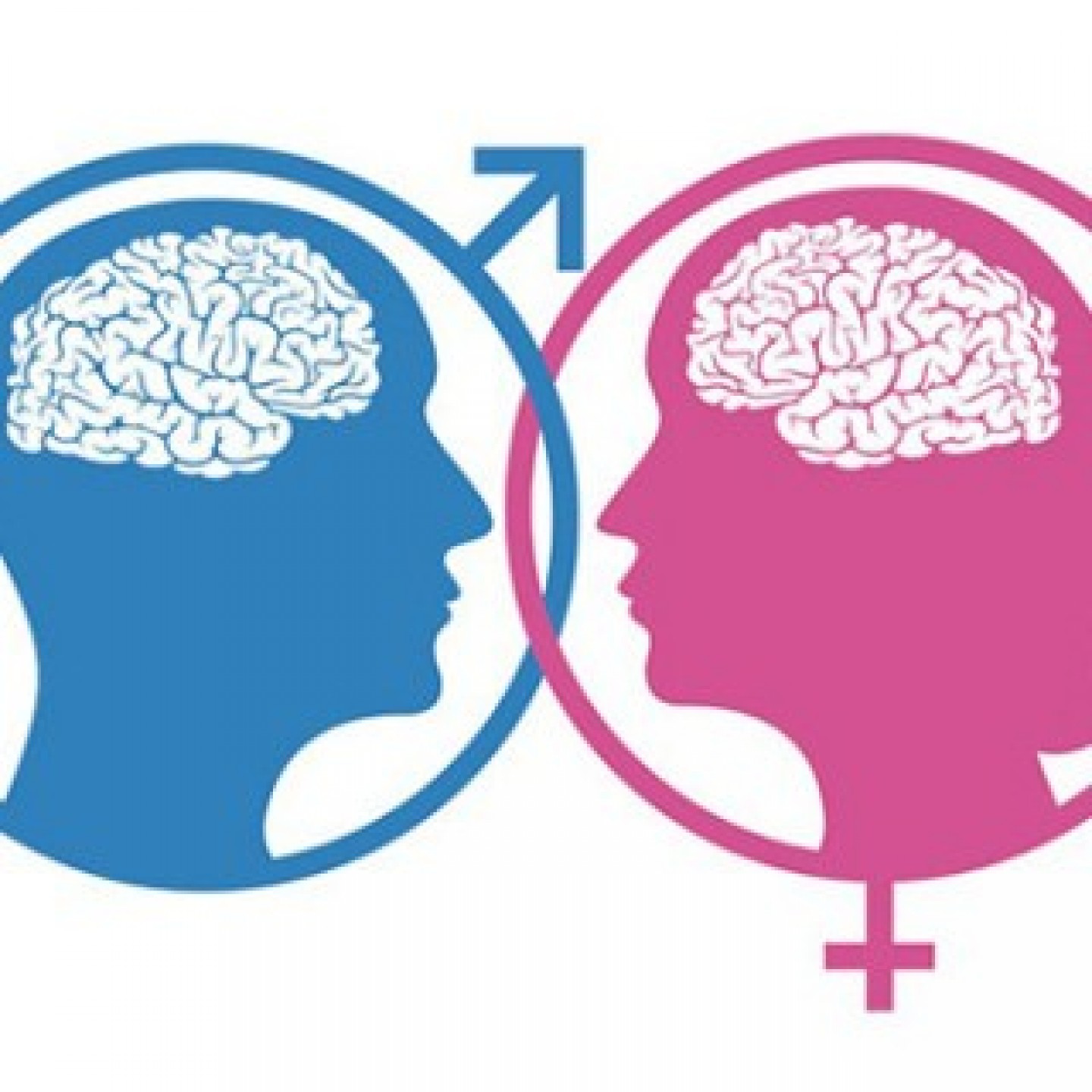 Ženski i muški mozak – postoje li razlike?