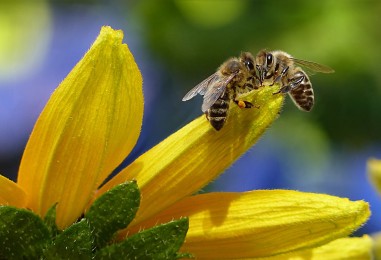 Upoznajte pčelinje proizvode