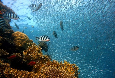 Najvrijedniji koraljni greben na svijetu