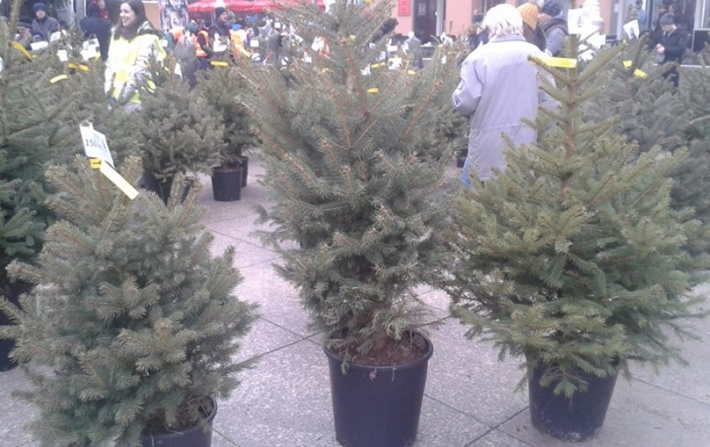 Humanitarna prodaja božićnih drvaca na Trgu bana Jelačića