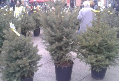 Humanitarna prodaja božićnih drvaca na Trgu bana Jelačića