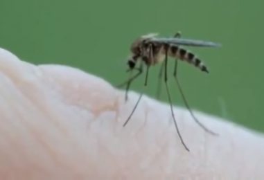 GROZNICA ZAPADNOG NILA i u Zagrebačkoj županiji, zabrinjava što je komaraca u Zagrebu jako mnogo