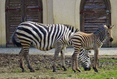 Zagrebački zoo dobio mladunče zebre!